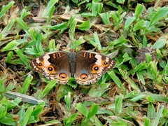 Junonia orithya