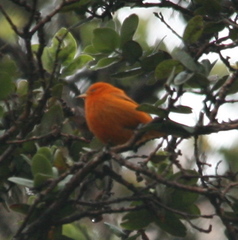 Loxops coccineus