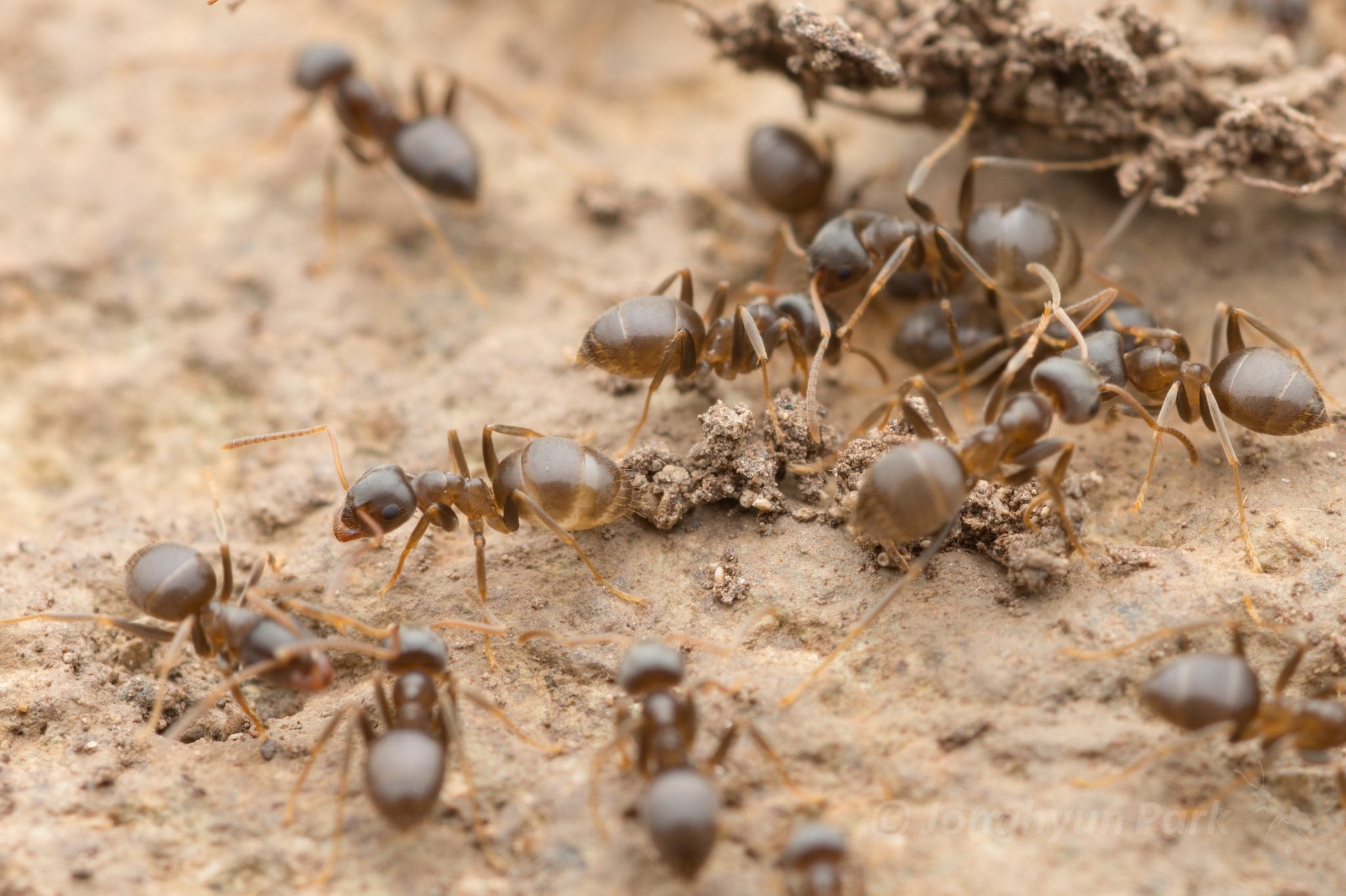 Lasius longipalpus