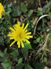 Hieracium maculatum