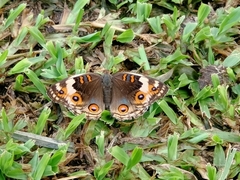 Junonia orithya