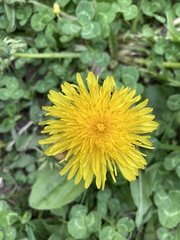 Taraxacum