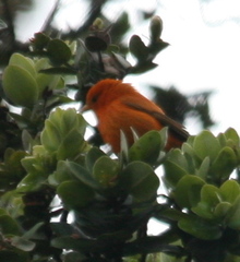 Loxops coccineus