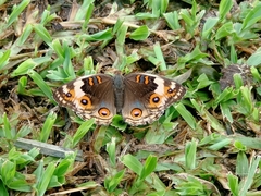Junonia orithya