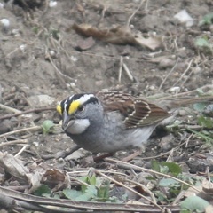 Zonotrichia albicollis