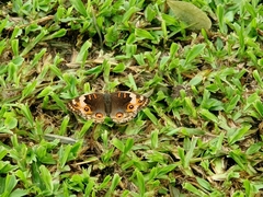 Junonia orithya