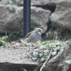 Zonotrichia albicollis