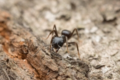 Lasius spathepus