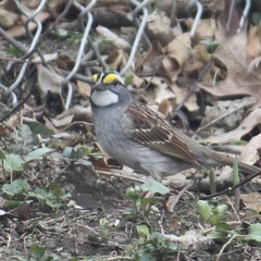 Zonotrichia albicollis