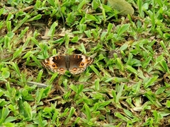 Junonia orithya