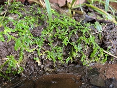 Selaginella mittenii