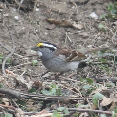 Zonotrichia albicollis