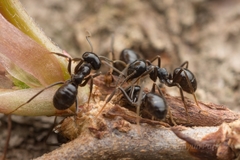 Lasius spathepus