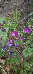Lathyrus vernus