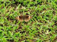 Junonia orithya