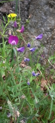 Lathyrus vernus