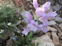 Penstemon eriantherus
