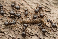 Lasius capitatus