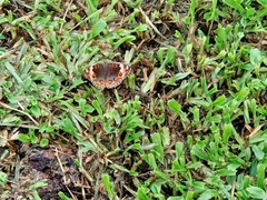 Junonia orithya