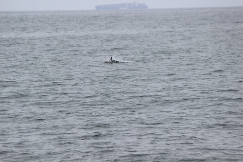 photo of Oceanic Dolphins (Delphinidae)