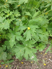 Ranunculus constantinopolitanus