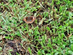 Junonia orithya