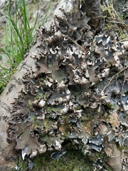 Peltigera hymenina