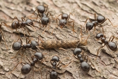 Lasius capitatus