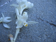 Cephalanthera austiniae