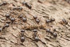 Lasius capitatus