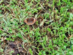 Junonia orithya