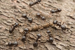 Lasius capitatus