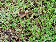 Junonia orithya
