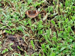 Junonia orithya