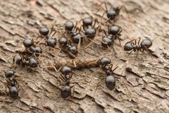 Lasius capitatus