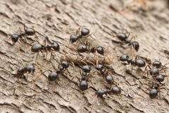 Lasius capitatus