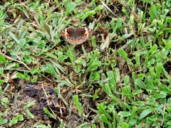 Junonia orithya