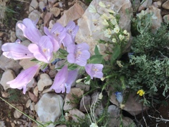 Penstemon eriantherus