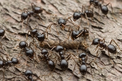 Lasius capitatus