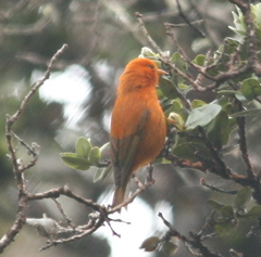 Loxops coccineus