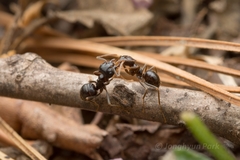 Lasius capitatus