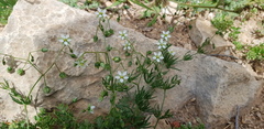 Spergularia flaccida