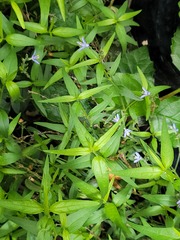 Carlowrightia parviflora