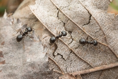 Lasius capitatus