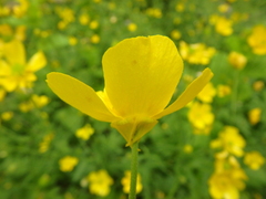 Ranunculus constantinopolitanus
