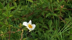 Rubus