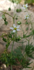 Spergularia flaccida