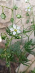 Spergularia flaccida