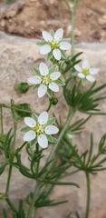 Spergularia flaccida