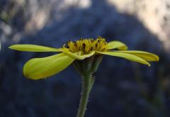 Osteospermum polygaloides polygaloides